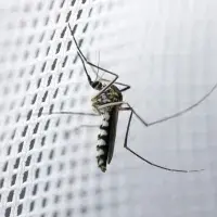 Mosquito